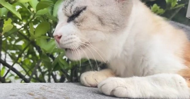 ほとんど動けない状態だった『ガリガリのシニア猫』を保護したら…涙あふれる『1年間の軌跡』に「見つけてもらえたよかった」「号泣した」の声
