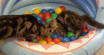 猫たちが『ボールプール』で遊んだ結果→遊び疲れた子猫が…可愛すぎる光景が1056万再生「何回もツッコミたくなったｗ」「楽しい遊び場」
