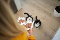 猫の多頭飼いで起こりやすい『食事のトラブル』3つ　注意が必要なポイントや対処法を解説
