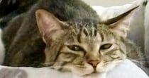 くつろいでいた猫→あごを見ると、『ベッドの柄』のせいで……『奇跡的な光景』に爆笑の声「見える見えるｗ」「立派なニセアゴに癒されたｗ」