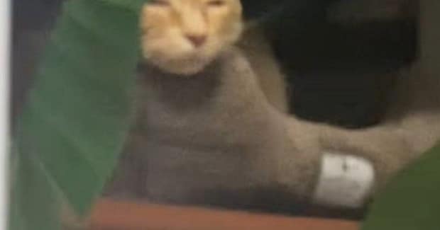 『降臨しかけてたww』窓辺のベッドでくつろいでいた猫を見たら…『まさかの表情』に爆笑の声続出「悟り開いてるw」「神の領域に至ってる」