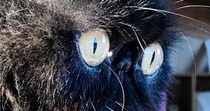 ぺちゃ顔猫の『ヒゲ』が伸びた結果…想像以上に『ファンタジー感満載な光景』に２万いいね「特殊能力がありそうｗ」「存在感がすごい」
