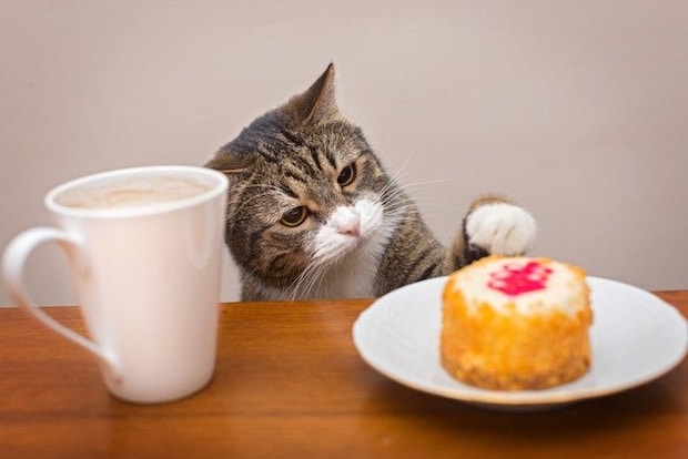 テーブルの上のケーキに手を出そうとする猫