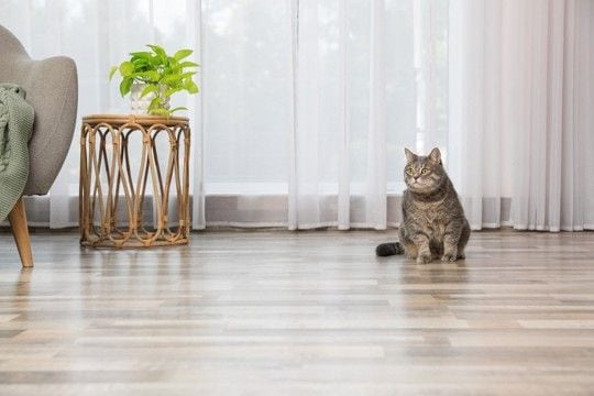 『猫を飼っている家』を訪問するときのマナー3つ 気遣うべき配慮や避けるべきNG行為まで