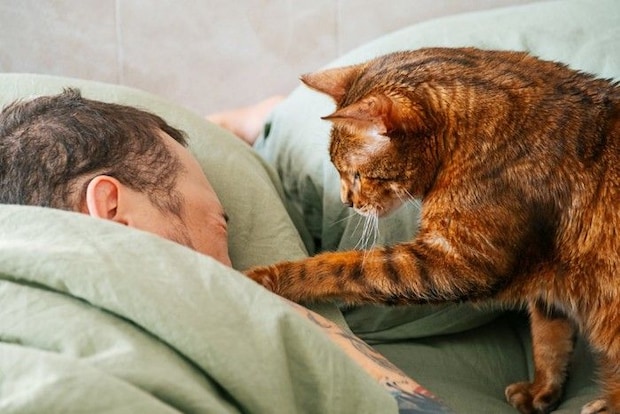 男性を起こす猫