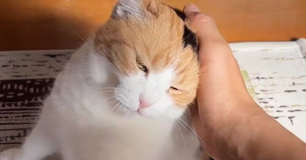 お出迎えをしてくれた三毛猫→『甘える気満々』で……たまらなく可愛い光景に「寄り道なんてできないね」「疲れも吹っ飛ぶね」と悶絶の声続出