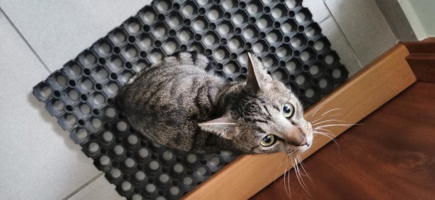 玄関マットの上にたたずむ猫