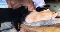 『お昼寝中の柴犬』のもとに『猫』がやってきた結果…笑ってしまう瞬間が104万再生「慣れた感が伝わってきたｗ」「結構ガッツリいってるｗ」