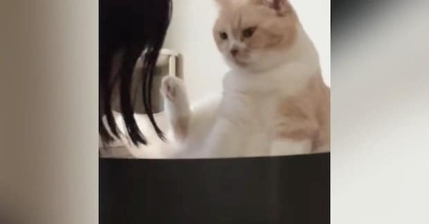『普段は人を攻撃しない猫』が反射的に噛みそうになった結果…直後の『尊すぎるリアクション』が172万再生「なんて優しい」「可愛すぎｗ」