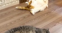 暖かい春、ふと『床』を見ると…猫たちの『微笑ましい様子』に１万いいね「いっぱい落ちてるｗ」「春だから仕方ないｗ」と笑う人続出