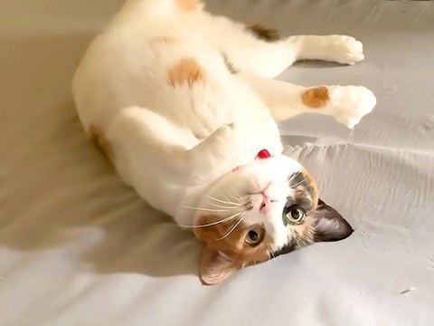 朝起きると、ベッドに爪がひっかかった猫を発見→取ってあげようとしたら…『絵本のような展開』に「あざと猫」「気持ちが通じ合ってる」の声