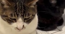 小刻みに揺れる2匹の猫→『乗っている場所』に注目すると…まさかの光景が518万再生「顔が素晴らしすぎるｗ」「脂肪を分解してるね」と話題
