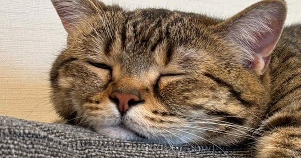 暖かくなってきた日、ソファで“ぺそっ”と眠っていた猫…完全に脱力しきっている光景が114万表示「とけてるぅー」「いい季節がきたねw」