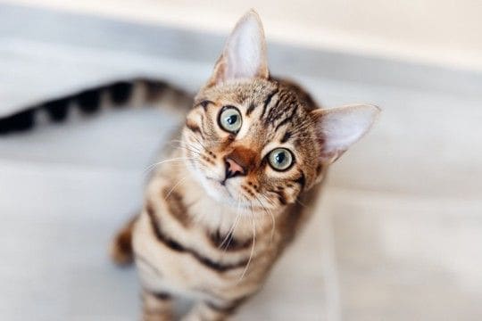 猫が飼い主の『体調不良を察知する』と言われる理由4つ　変化に気付けるワケや寄り添う仕草の意味まで