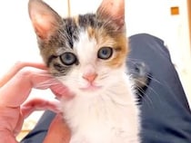床の上で目覚めると、子猫がお腹の上にいて…最高すぎる『寝起きの光景』に「幸せなひと時だね」「もう少し寝たふりしたいな」と反響集まる