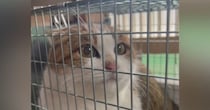毎日庭にやってくる野良猫を保護→1匹の先住猫を好きになって…心温まる『素敵な物語』が102万再生「なんて優しいお話」「本当に感動した」