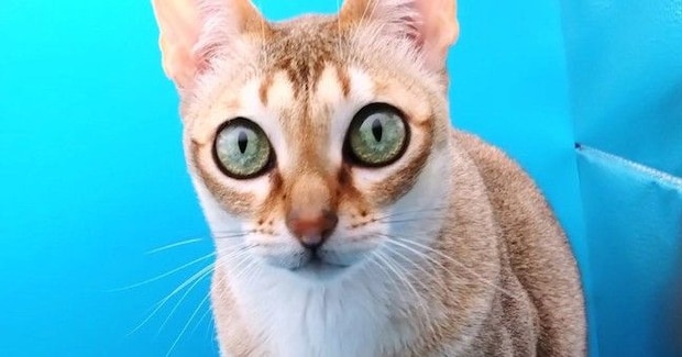 小型の撮影スタジオを設置したら、猫が入ってきて…可愛すぎる行動に笑ってしまうと32万表示「ネコホイホイｗ」「わたしが一番でしょう？」