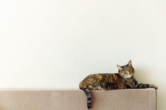 『猫ふんじゃった症候群』になると表れる症状3つ　発症する原因から取るべき対処法まで解説