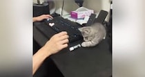 リップクリームを『絶対に倒したい猫』vs『絶対に立てたい人間』…爆笑の攻防戦が21万再生「永遠に続きそうｗ」「かわいいが溢れてるｗ」