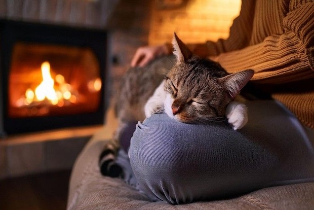 眠る猫