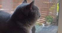 窓の外を平然と眺める猫→『おてて』に注目すると…思わず笑ってしまう『まさかの状況』が21万再生「プライドを感じるｗ」「不自由なのにｗ」