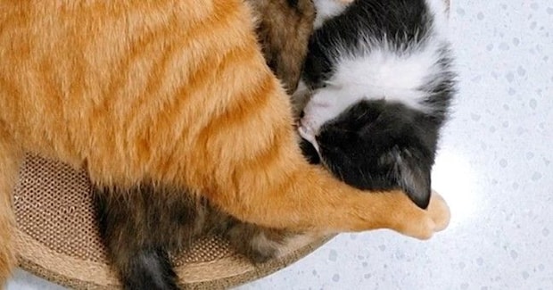 寝る場所は他にもあるのに…ベッドに集まった『パパ猫と子猫たち』の様子が可愛すぎると反響「ぎゅうぎゅう詰めｗ」「テトリスかな」