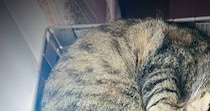 箱でくつろぐのが好きな2匹の猫→ふと見たら、『同じポーズ』で…悶絶級の『尊すぎる光景』が15万表示「コピペｗ」「シンクロナイズド睡眠」