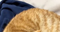 服の上を見たら、『くつろぐ愛猫』がいて…あまりにも『尊い瞬間』に悶絶の声続出「可愛いが限界突破してる」「愛おしすぎ」と10万再生