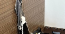 『あ、やべ』キッチンのタオルでイタズラしていた猫→見つかった瞬間の『表情』が可愛すぎると３万いいね「アニメ顔すぎ」「現行犯で逮捕」