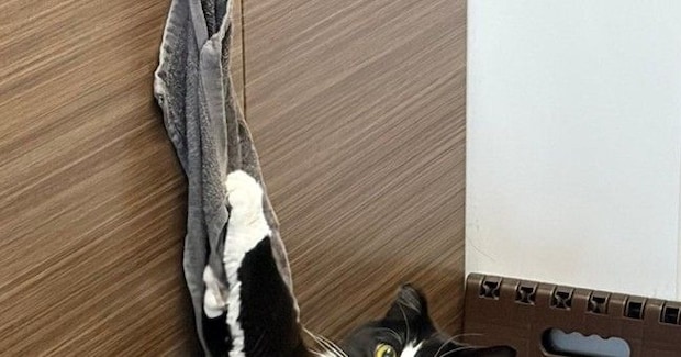 『あ、やべ』キッチンのタオルでイタズラしていた猫→見つかった瞬間の『表情』が可愛すぎると３万いいね「アニメ顔すぎ」「現行犯で逮捕」