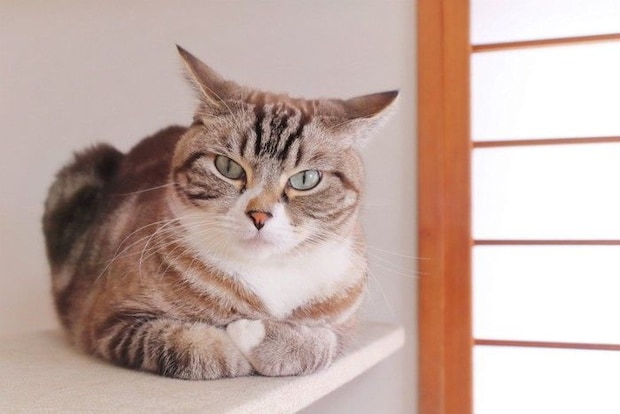イカ耳な猫
