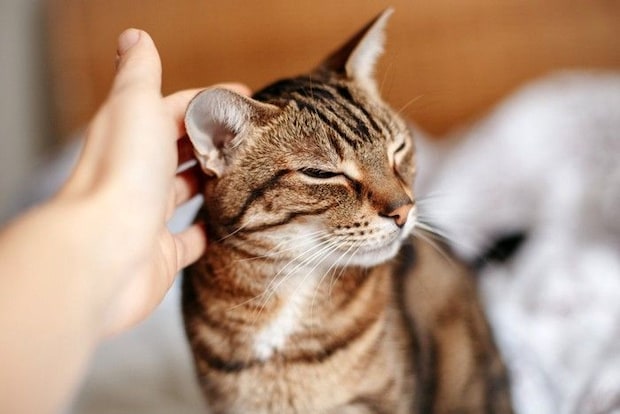 撫でられている猫
