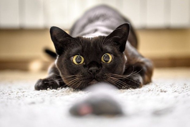 狙っている猫