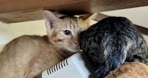 業者さんが来た日、『隠れてしまった子猫たち』を探していると…まさかの場所で『集合している光景』に「怖いよねｗ」「人見知り団子」と反響