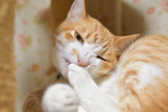 猫が『爪を噛んでいる』ときに考えられる理由3つ　行動が持つ意味から注意すべきケースまで