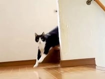 何匹もネコのいる家→階段の下から『１匹だけ』呼んでみたら…想定外な『笑える展開』に「愛すべきファミリー」「本人以外が先に来る」の声