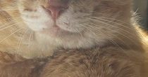 ほっぺが大きくて獣医に『病気』を疑われた元野良猫→詳しく診察すると…まさかの展開に「初めて聞いたｗ」「絶対ボスだった」と反響
