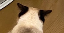お兄ちゃん猫のことが大好きな妹猫→愛が重すぎた結果…『とんでもない状況』に２万いいね「お兄ちゃん大変ｗ」「潰れちゃったｗ」と爆笑の声