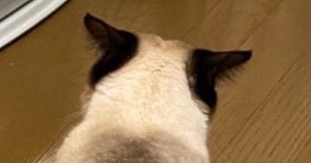 お兄ちゃん猫のことが大好きな妹猫→愛が重すぎた結果…『とんでもない状況』に２万いいね「お兄ちゃん大変ｗ」「潰れちゃったｗ」と爆笑の声