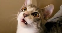 猫じゃらしの棒の部分で遊んだら…想像以上に『お喋りが止まらない猫の様子』が327万再生「なんて可愛いんだ」「もうたまらない」と悶絶の声
