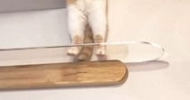 『キャットウォークにいる猫』を見ると、２本足で…『神々しい瞬間』に「拝みたくなる」「疲れた体に沁み入る笑い」と１万いいねの反響