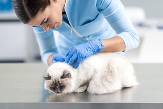診察される猫