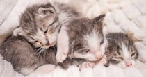 瀕死の状態で『庭にいた子猫たち』→保護から約３年が経過すると…劇的な『ビフォーアフター』に「風格がすごい」「立派になったね」と反響