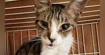 厳しい暑さの中、外にいた『ガリガリにやせ細った猫』→保護されて…別猫のように変わった『現在の様子』に感動「全然違う」「よかったねぇ」