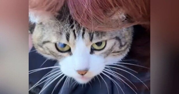 猫のことを後ろから『ギュー』と抱きしめたら…『怒り方』が可愛すぎると39万再生「わかってるけどやっちゃうｗ」「まんざらでもなさそうｗ」