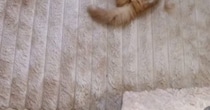 カーペットの上を見たら、『落ちている子猫』を発見……思わず『連れて帰りたくなる瞬間』が67万再生「僕が落としました」「拾って帰りたい」