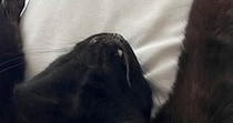布団で眠っている猫→とっても幸せそうな体勢で…守りたくなる『愛おしい光景』に１万いいね「めっちゃリラックスしてるｗ」「可愛すぎ〜」