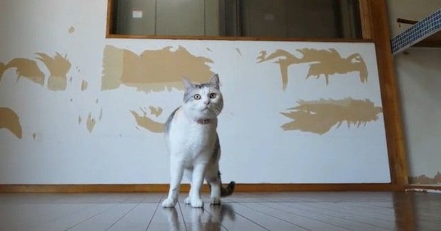 猫たちが集まる『仕事部屋』を作るために…DIYで『ボロボロの廃墟を大改造』した結果…1年半の記録が45万再生「クオリティが高すぎる」