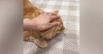 『可愛い』と言いながら『兄猫を撫でている』と…妹猫がとった『まさかの行動』に「絶対わかってるｗ」「名前を勘違いしてそうｗ」と笑う人続出