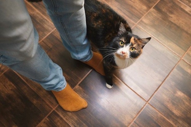 足元で見上げる猫